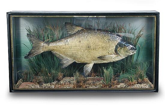 ZZalstonbream1 (1).jpg